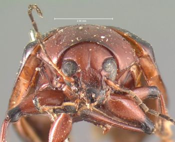 Media type: image; Entomology 9787   Aspect: head frontal view